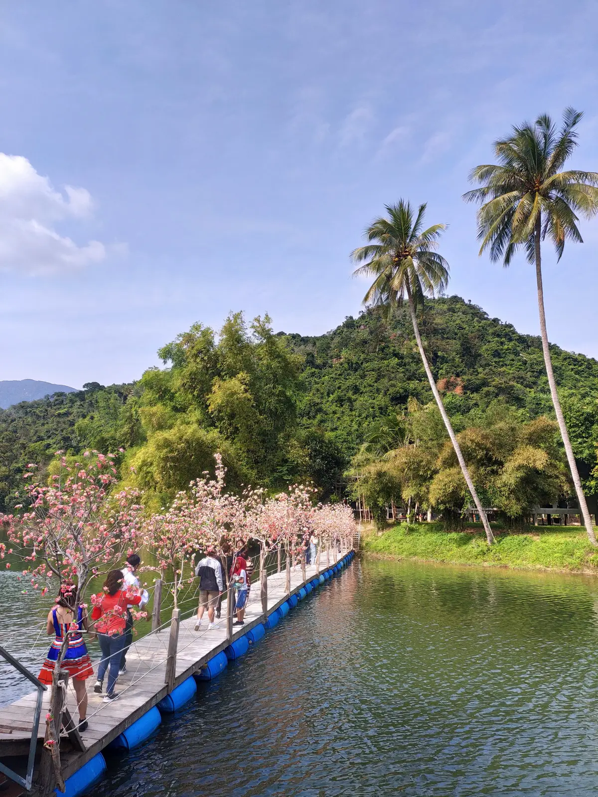 Floating wooden walkway beside pink blossom trees with a forested hill beyond