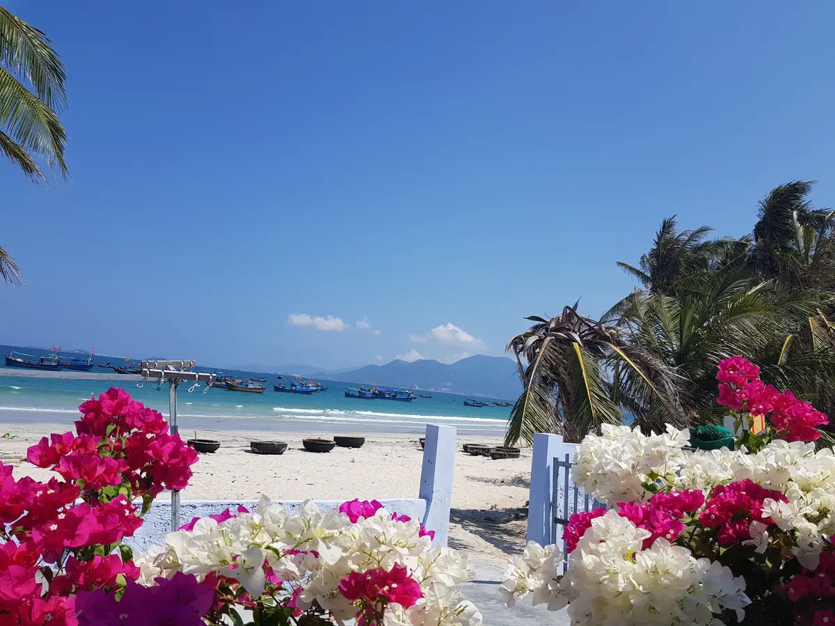 Pink and white bougainvillea in front of round fishing boats on the sand and the bay