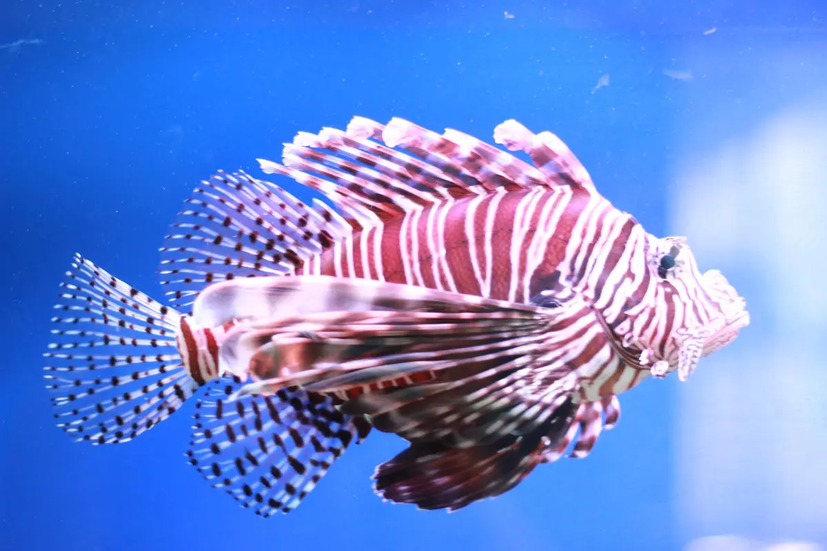 Red and white striped lionfish with long fan fins in blue water