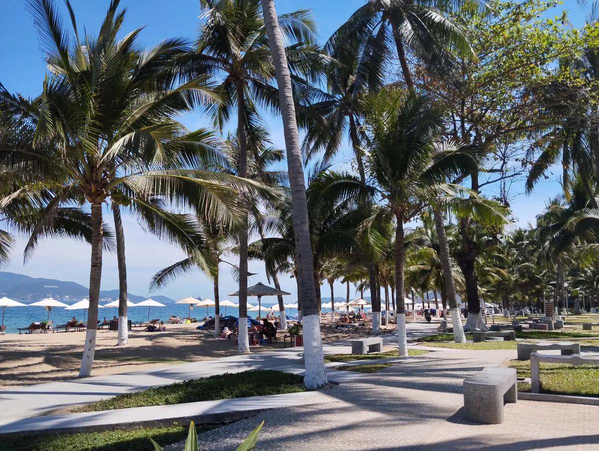 Coconut palms and benches in a beachfront park with parasols near the sand