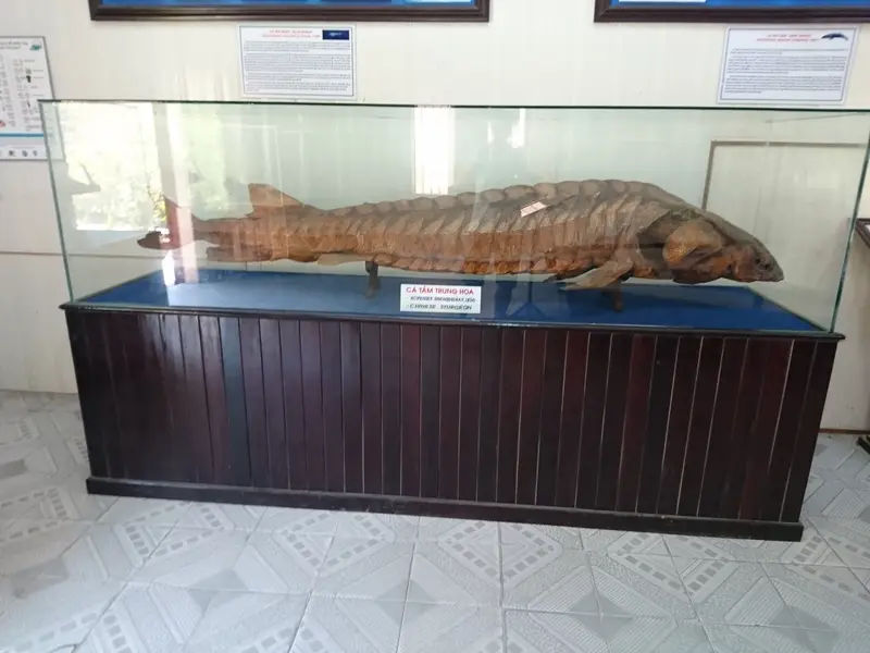 Museum of Oceanography (Bảo tàng Hải dương học), photo 5