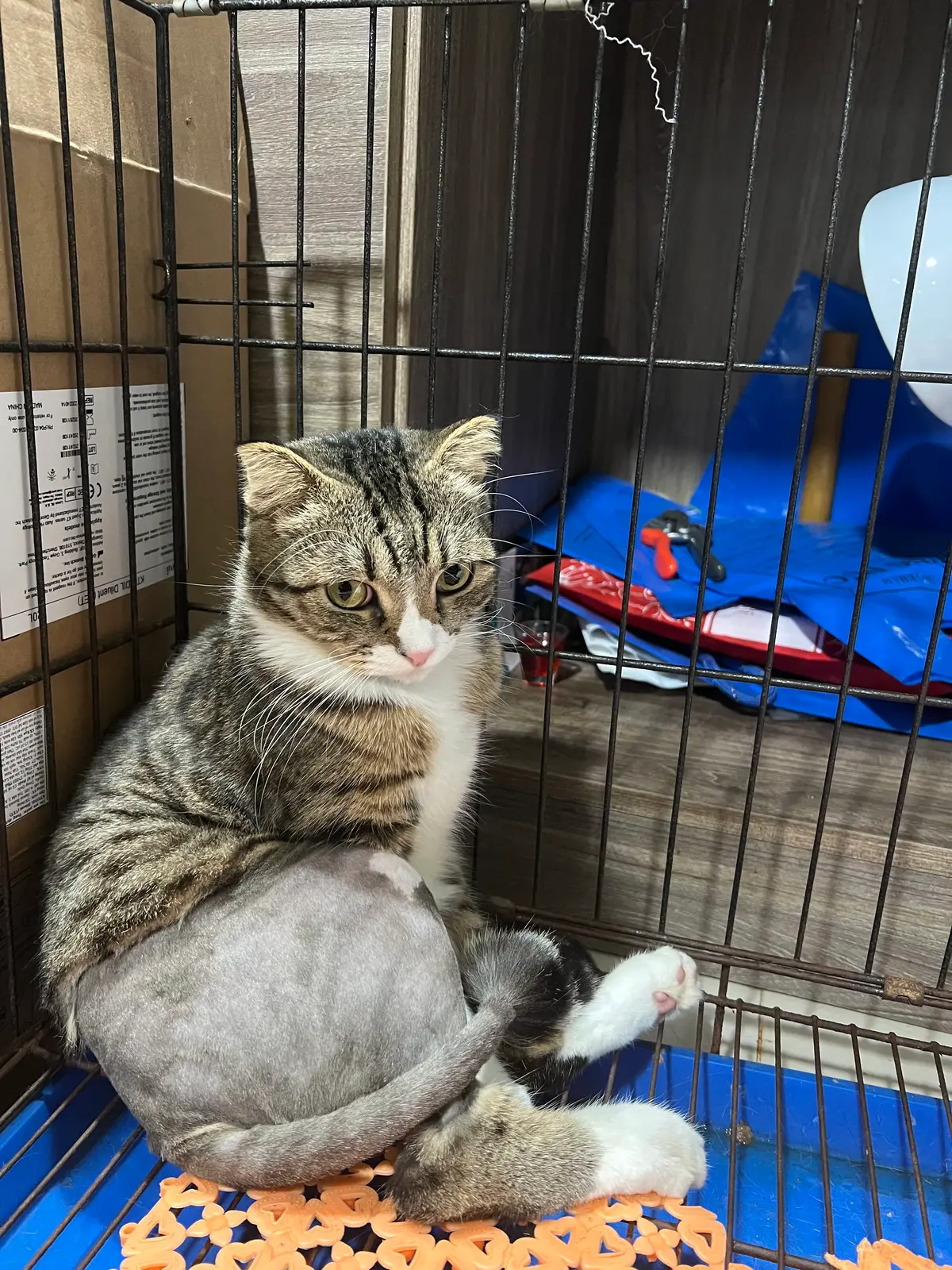 Tabby cat sitting inside a wire cage with a blue blanket behind it