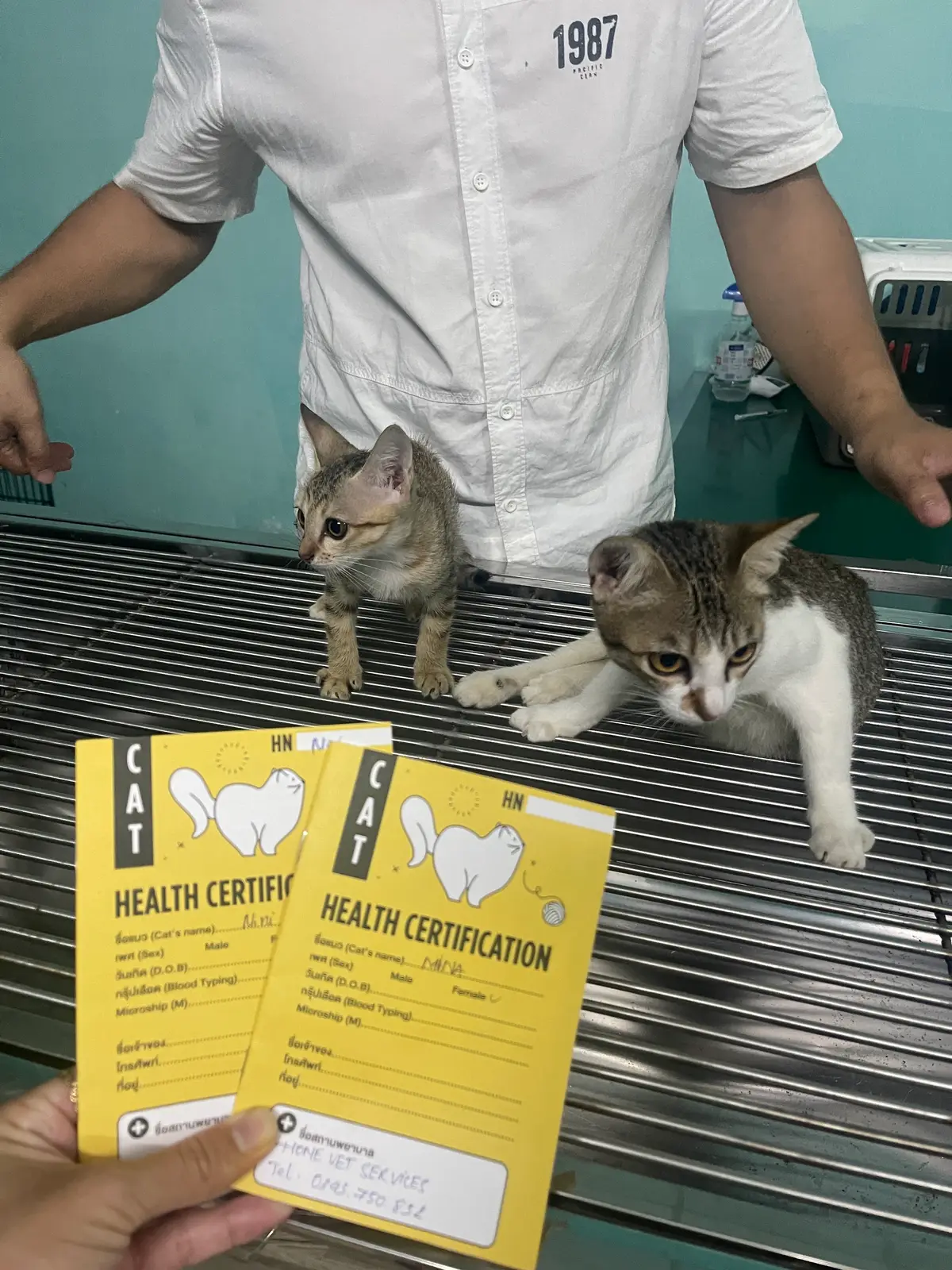 Two kittens on a metal table beside yellow cat health certification booklets
