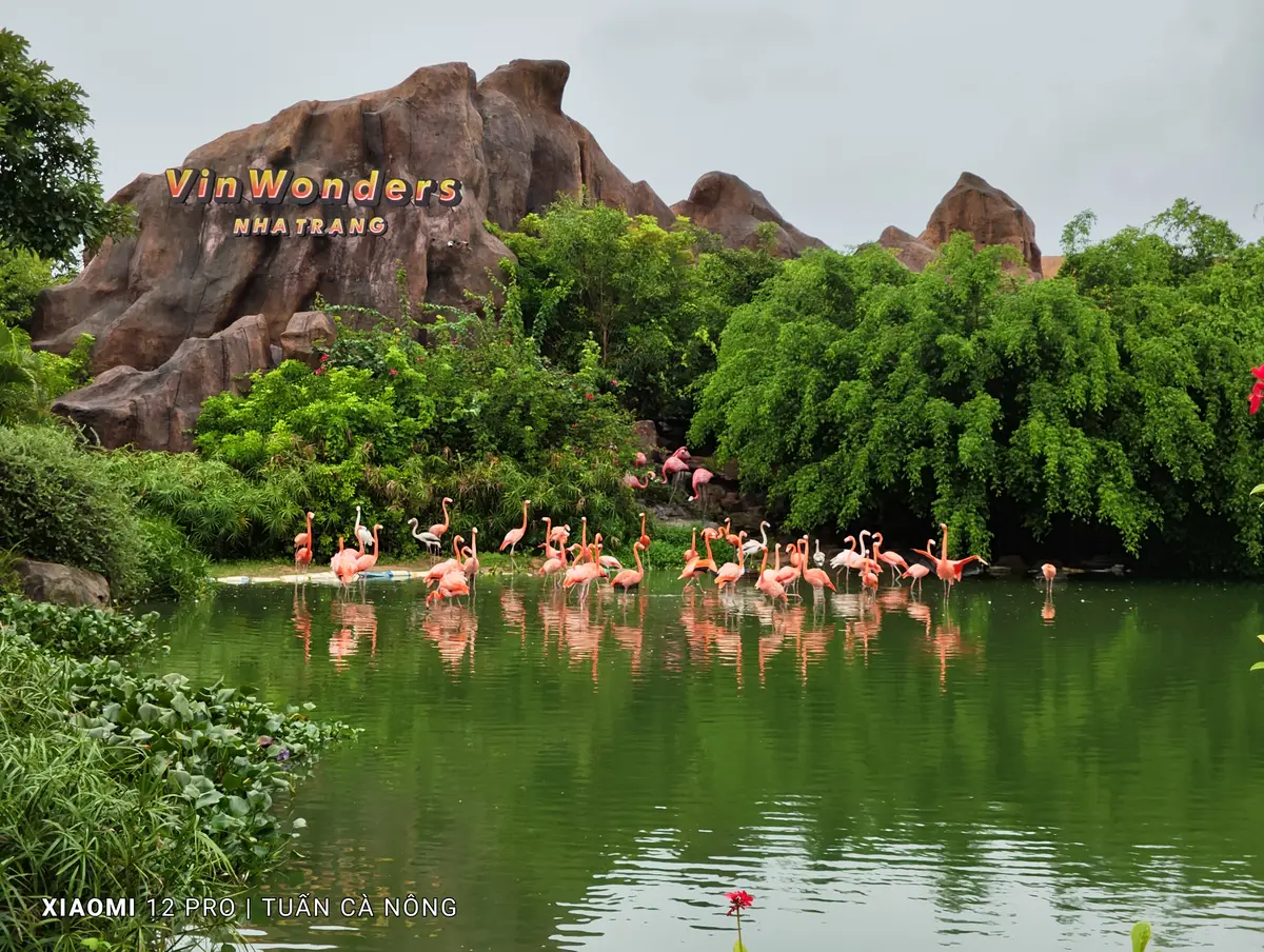 Flamingos standing in a green pond below rocky hills with the VinWonders sign