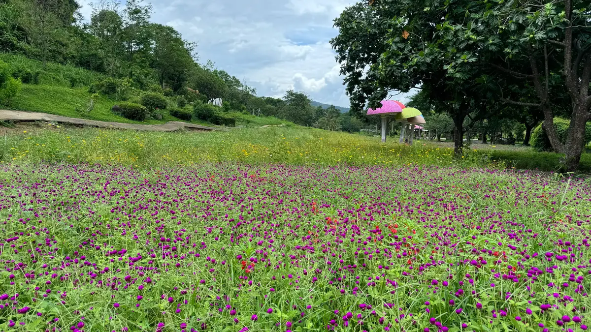 Field of purple globe amaranth flowers with colourful mushroom sculptures beyond